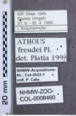 Etikette zu Athous (Orthathous) freudei (Platia, 1989) (NHMW-ZOO-COL-0008460)